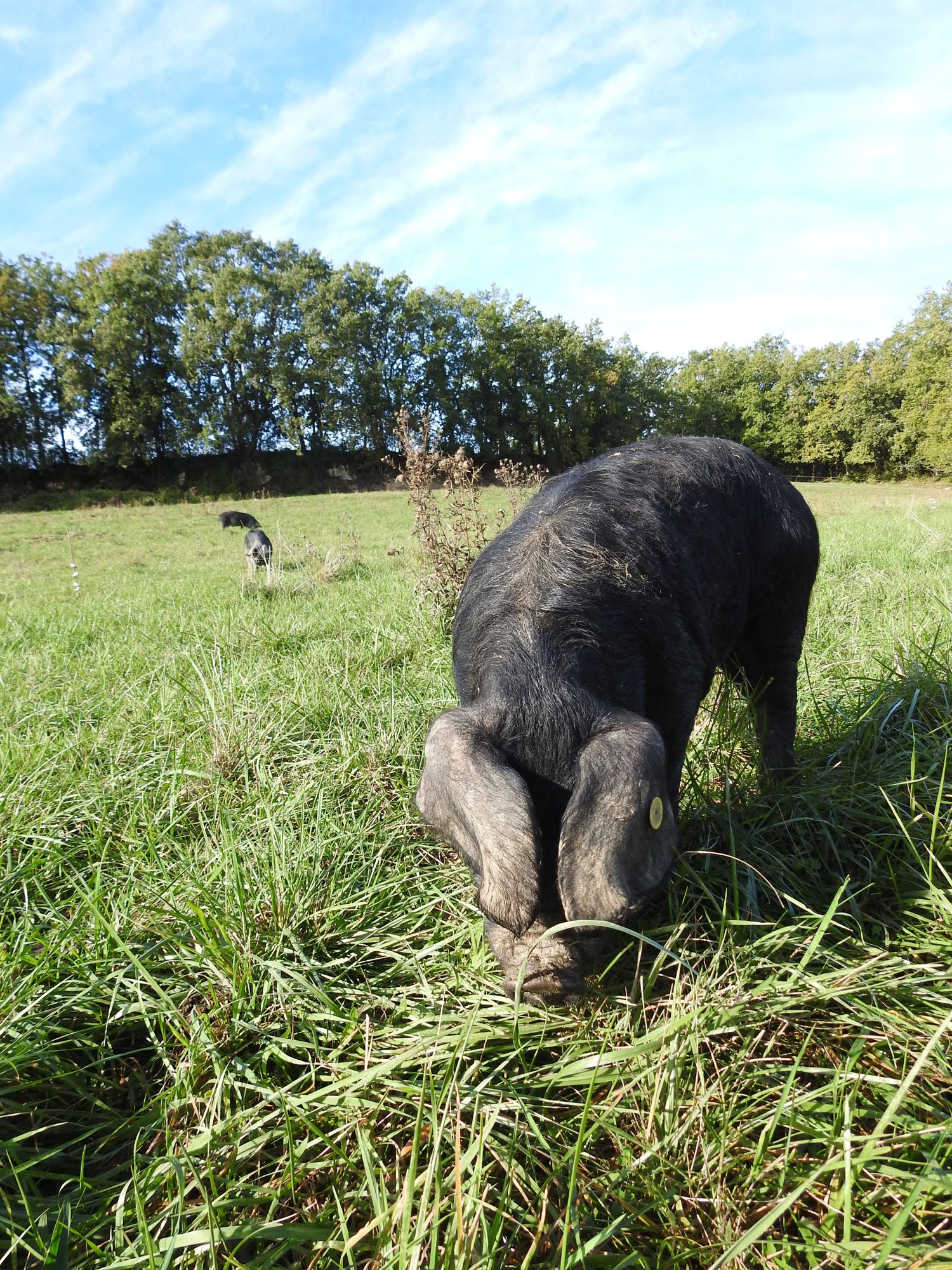Un Porc Noir dans les herbes hautes de son parcours