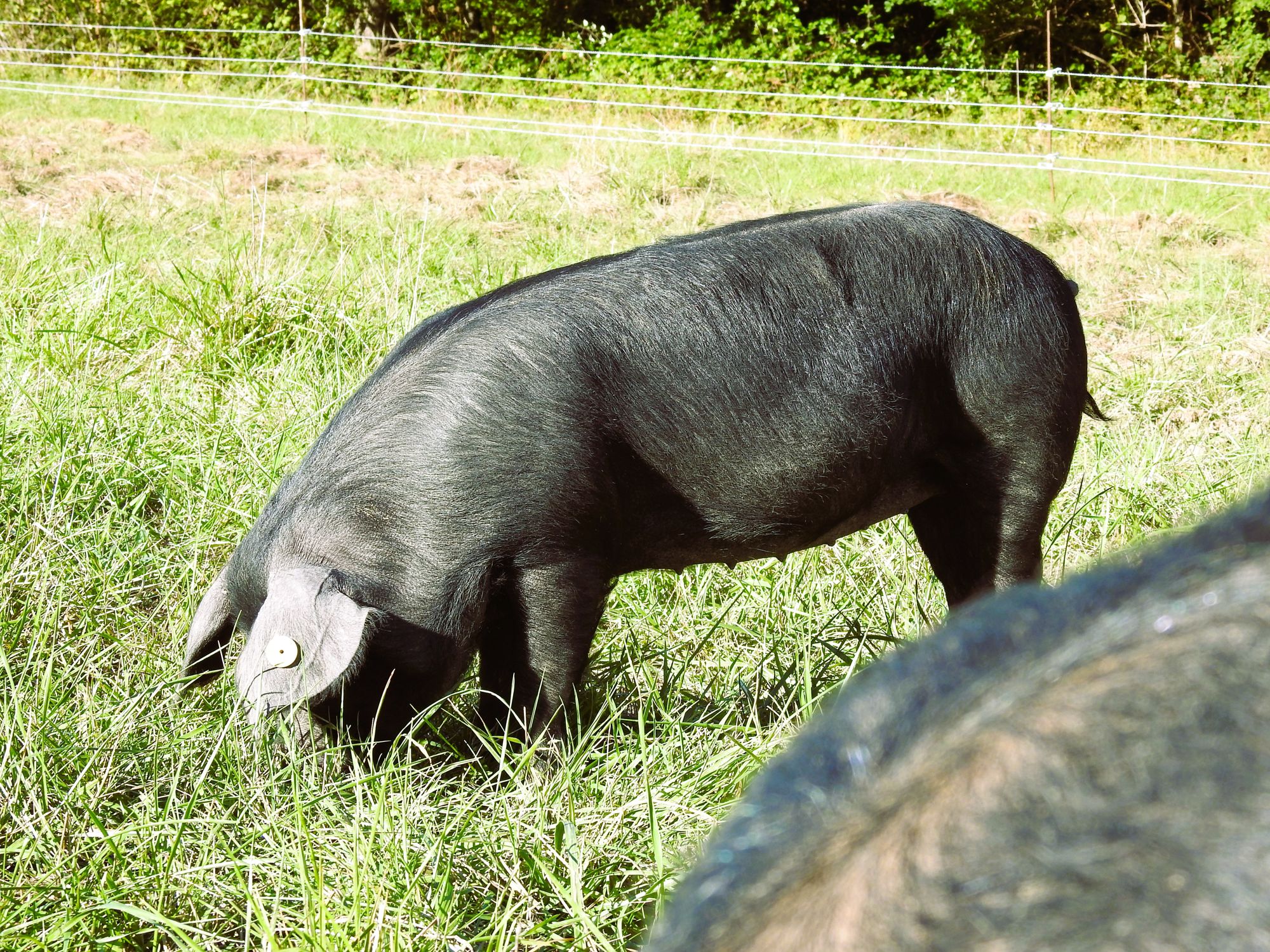 Porc Noir de profil