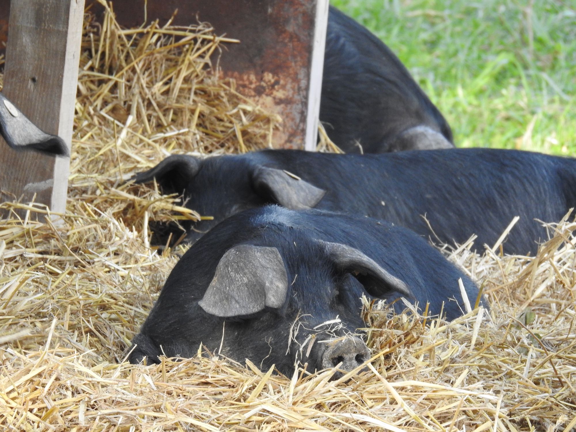 Porcs Noirs au repos dans la paille