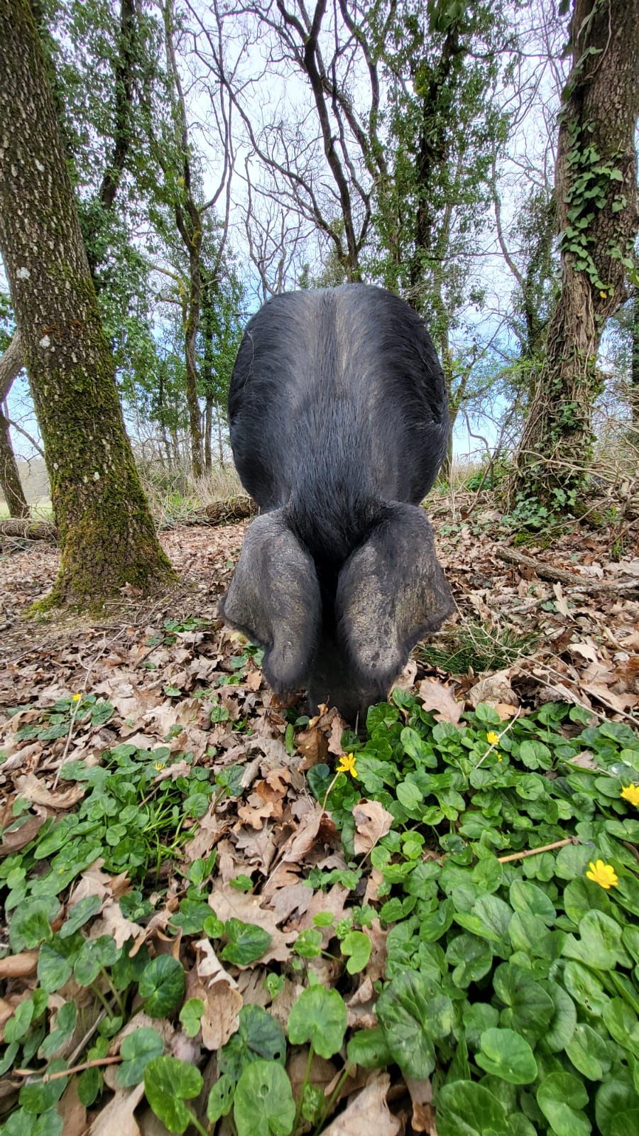 Porc Noir dans le sous-bois