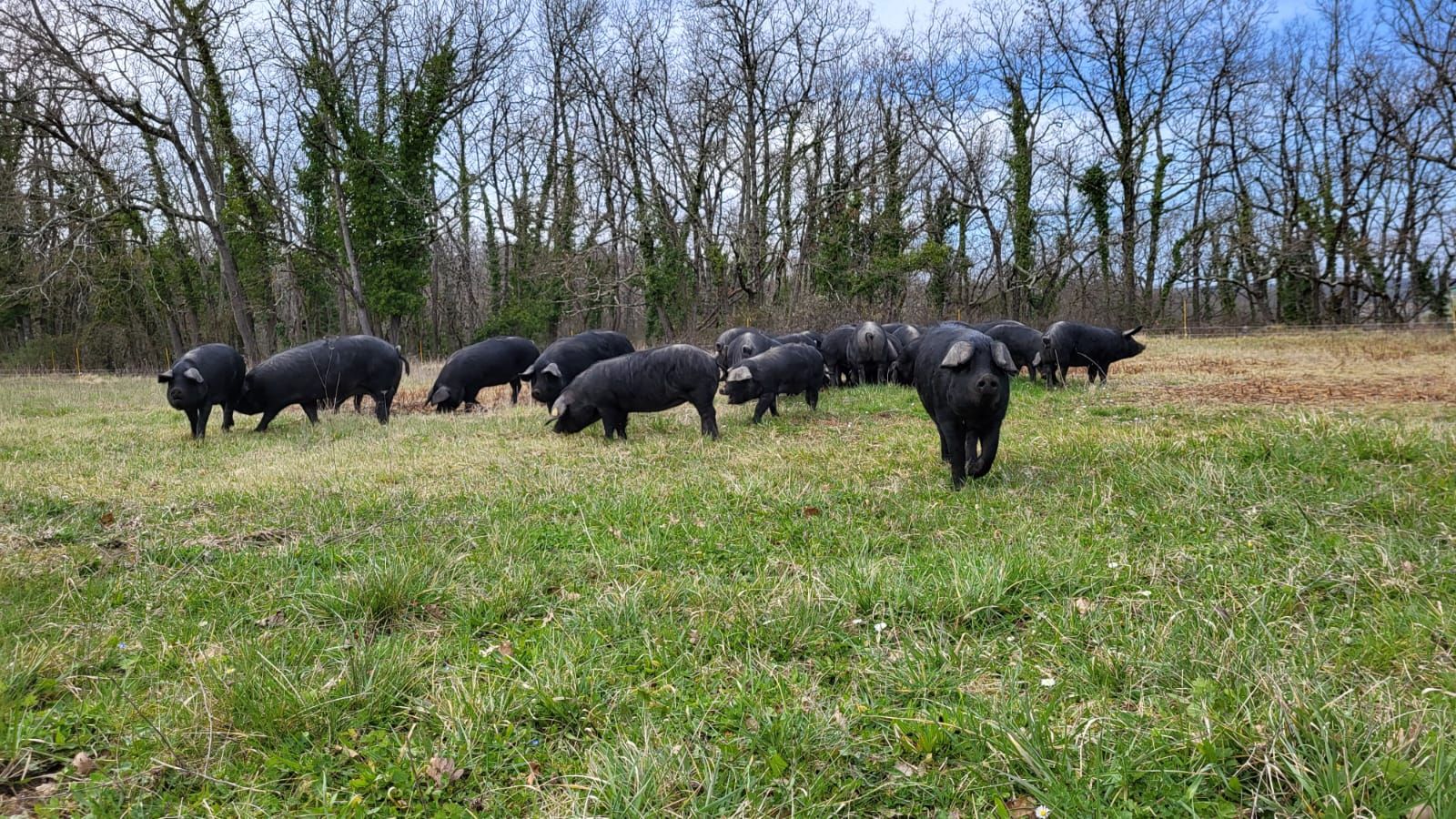 Le troupeau de Porcs Noirs en lisière de bois