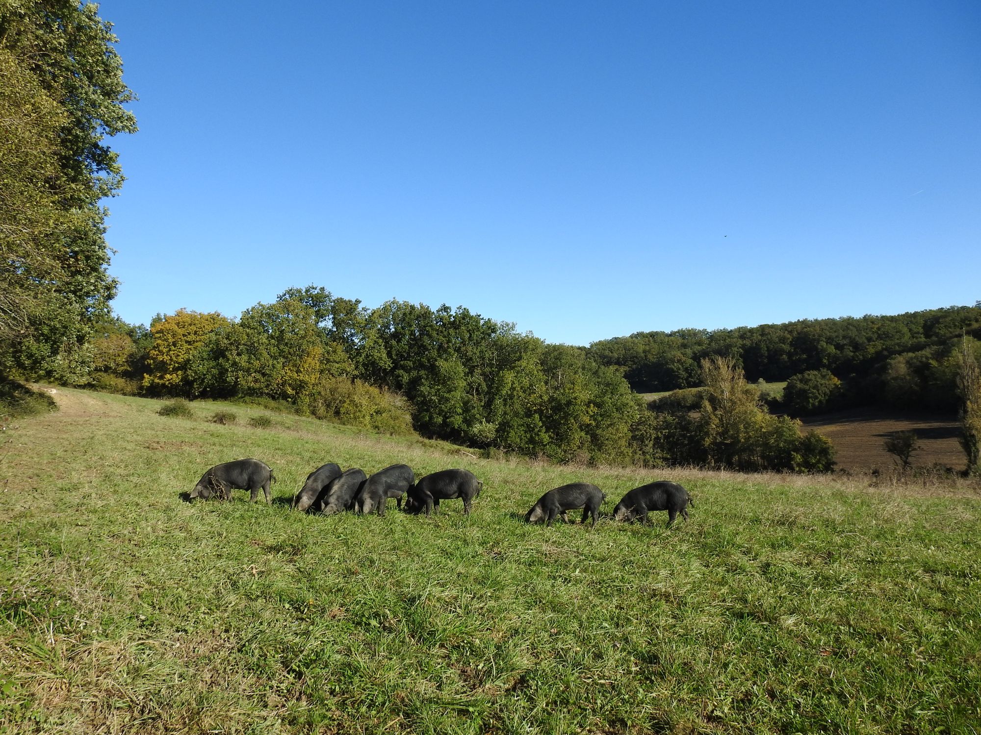 Les Porcs Noirs de Duo Gascon sur leur parcours, dans les vallons de Marsolan
