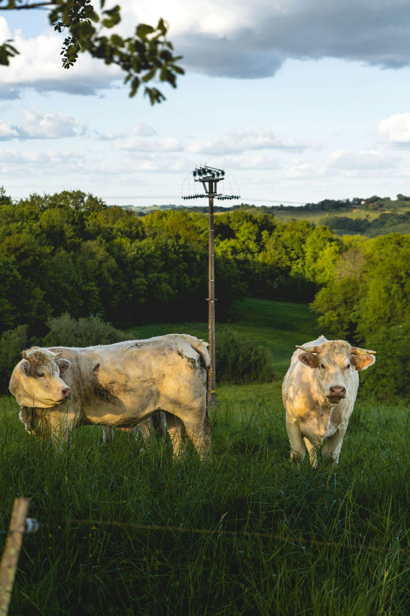 Vaches Blondes d'Aquitaine au pré